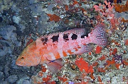 Cephalopholis sexmaculata Maldives Bathalaa thila-27m-20240423-da-DSC_6029_tn